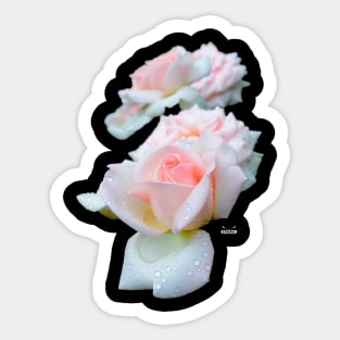 Pale Pink Roses Sticker